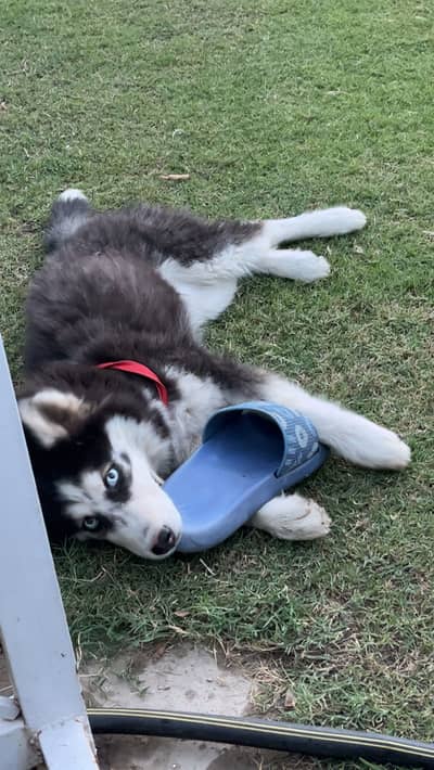 Female husky