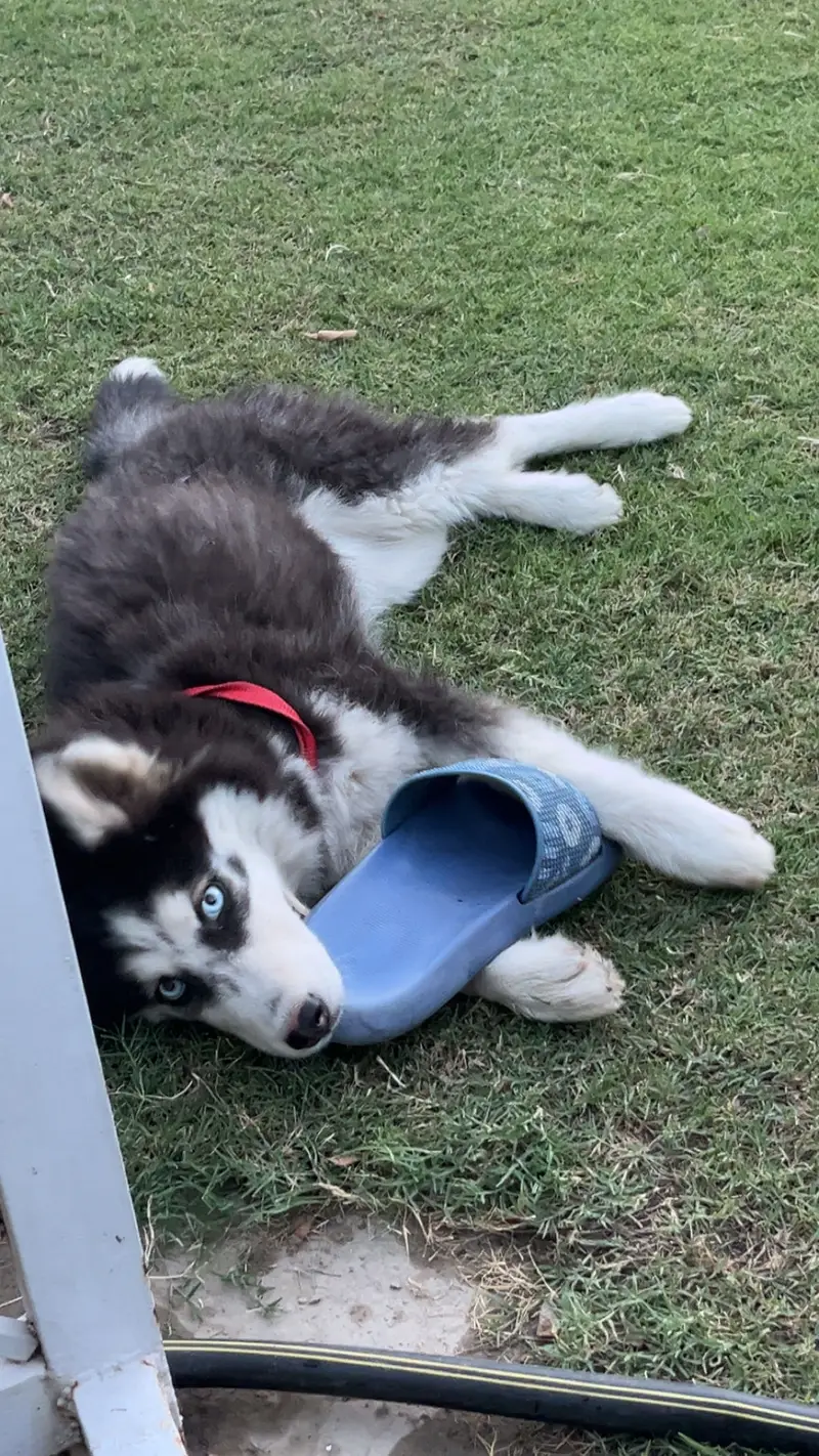 Female husky