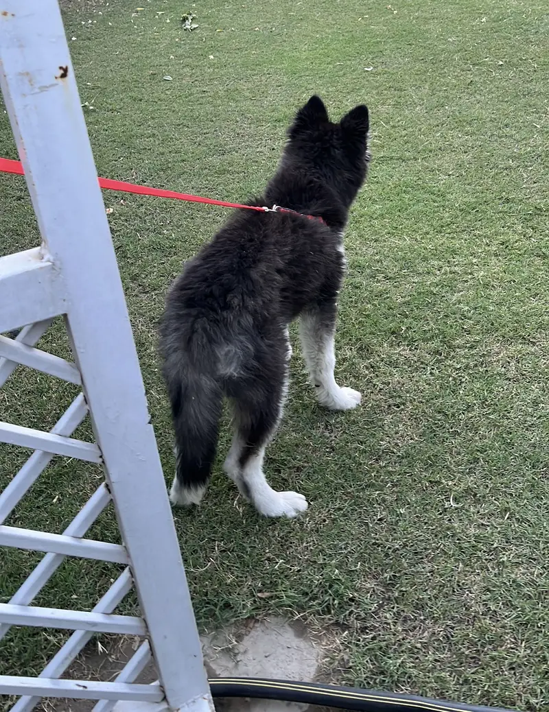 Female husky — photo 2