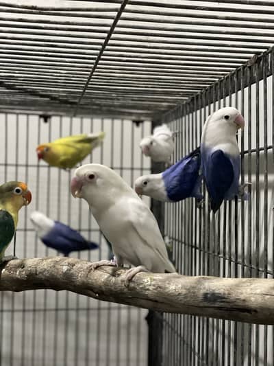 Lovebirds Breeder Pairs For Sale