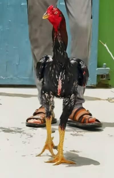 Black Shamoo Chicks