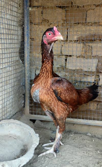 parmoz long hight