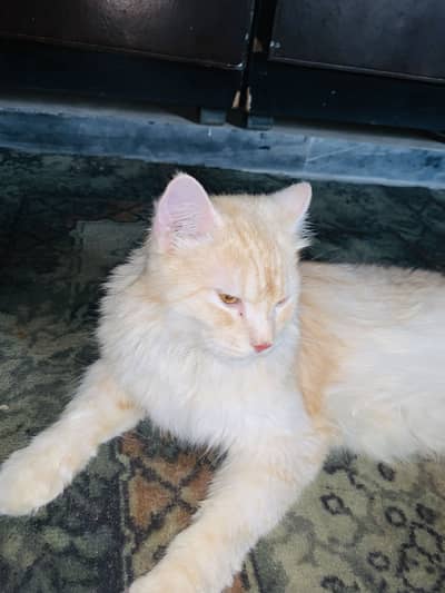 Persian Cat Triple Coated