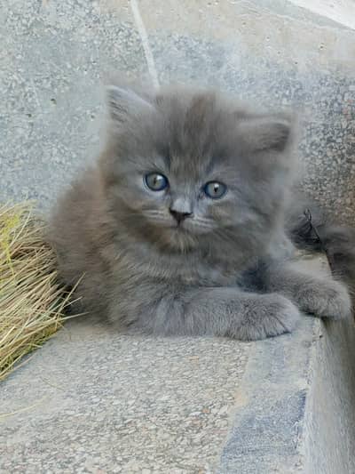 Persian Cat Kitten