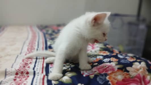 White Persian kitten single coay