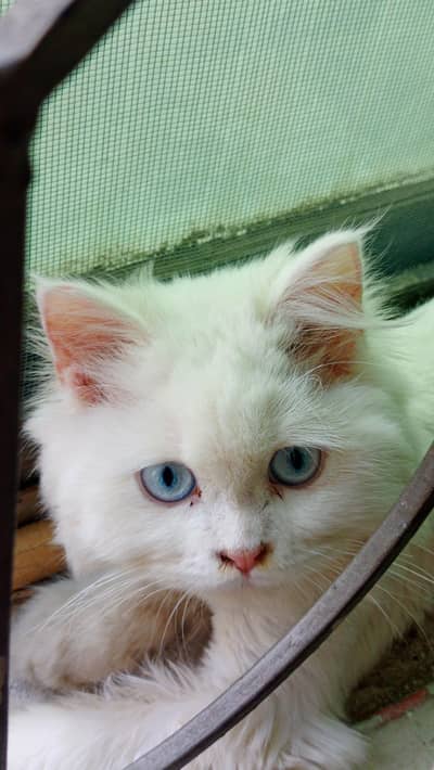 white persian × ragdoll breed triple coat cat with blue eyes
