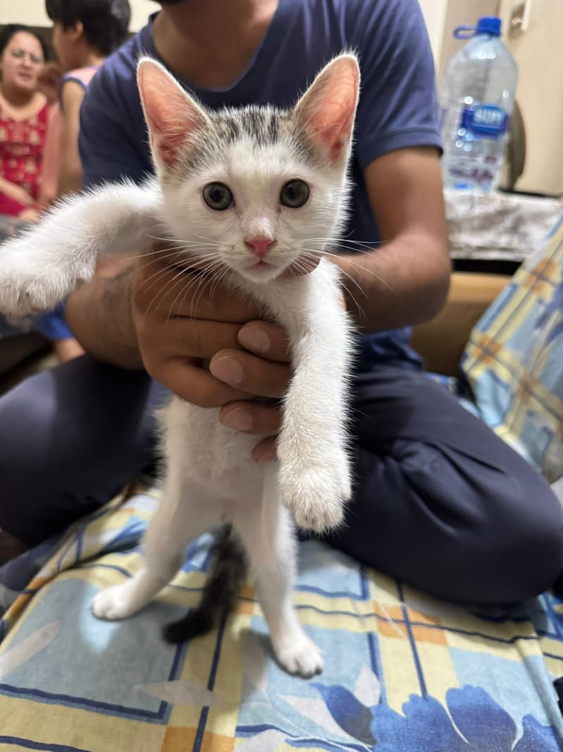 kitten 0