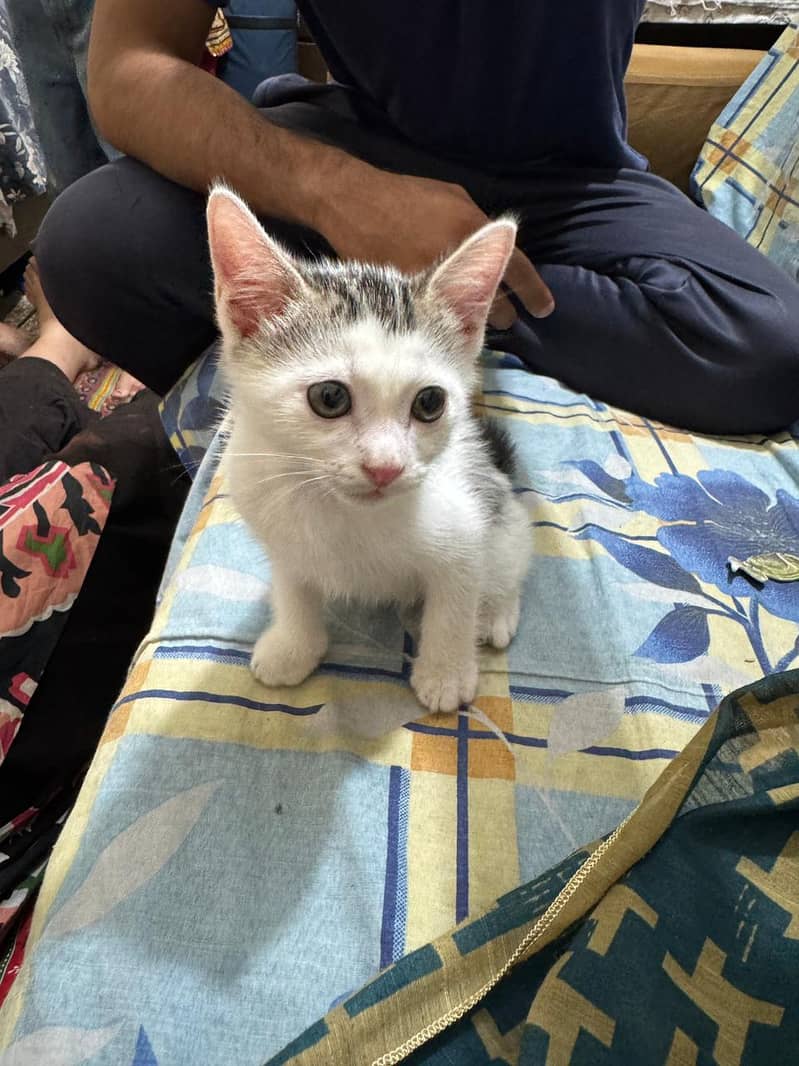 kitten 1