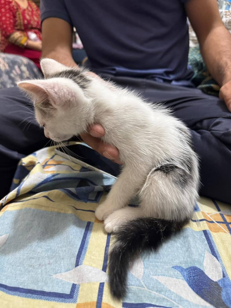 kitten 2