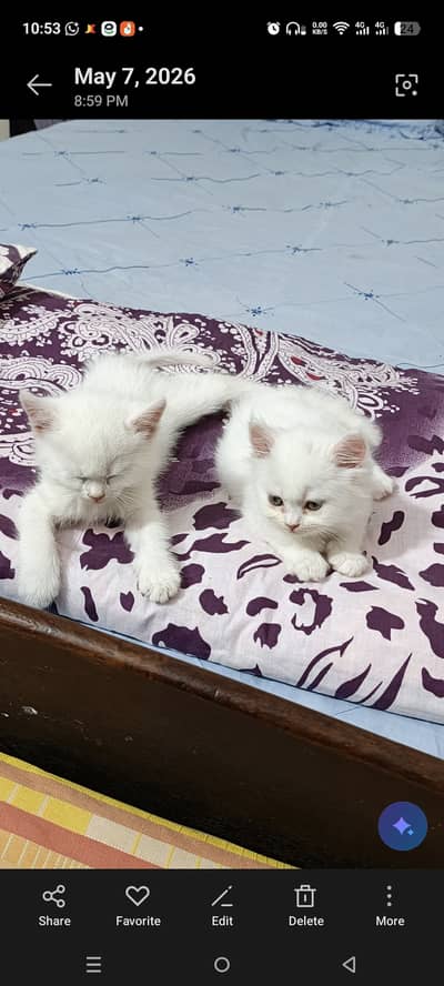 Persian kittens