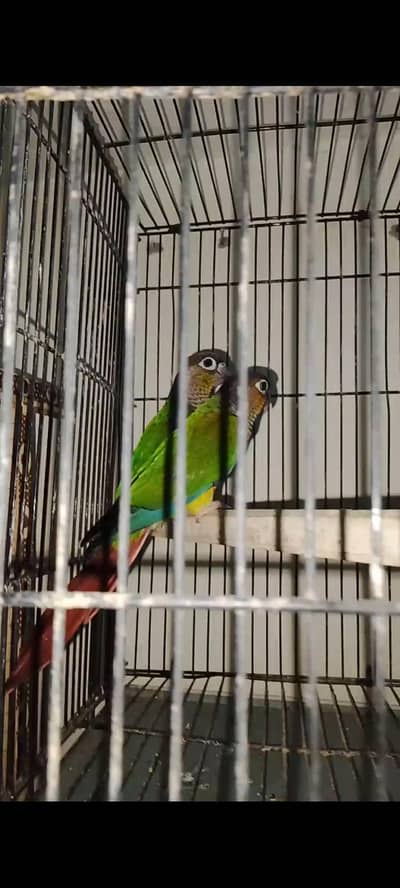 cnour urgent sale pair 03218808918 price final