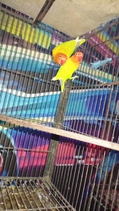 love birds pairs