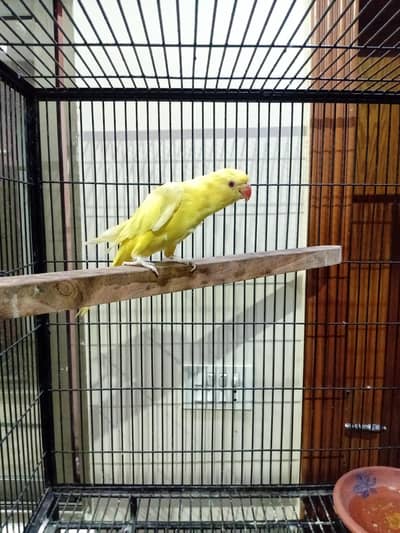 yellow parrot