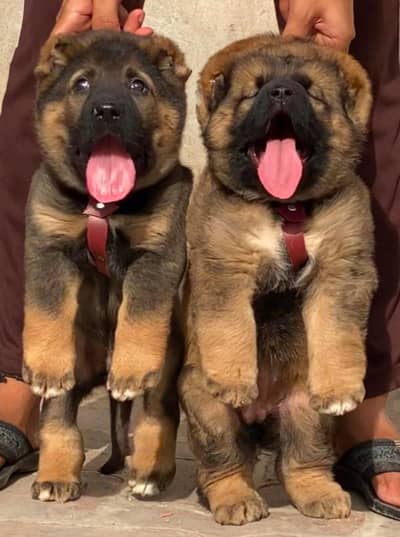 Turkish Kangal dog pair 2 month for sale security dog