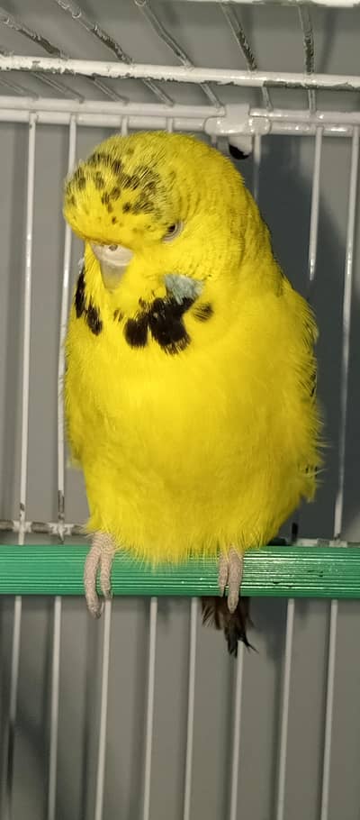 Big size exhibition under size budgies