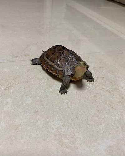 Russian Turtle Female
