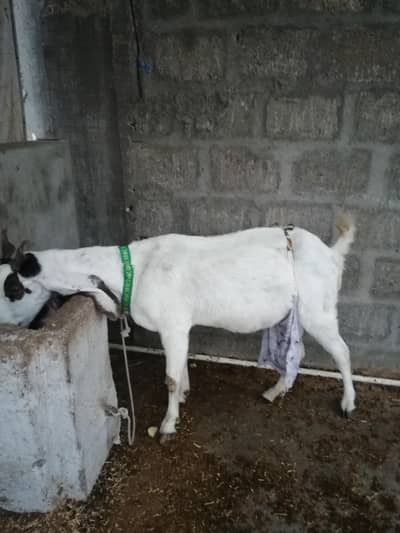 Bakri for sale
