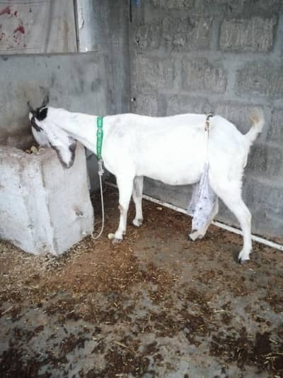Bakri for sale