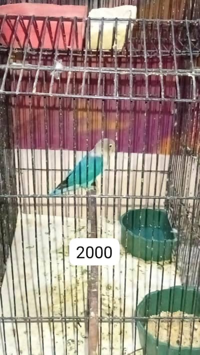 Color Love birds