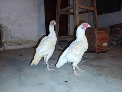 heera female