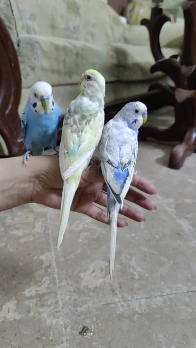 Hand Tamed Well Manered Trained Budgies Graunteed