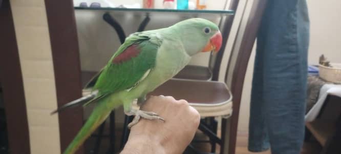Healthy Green Parrot for Sale (Hand Tamed )