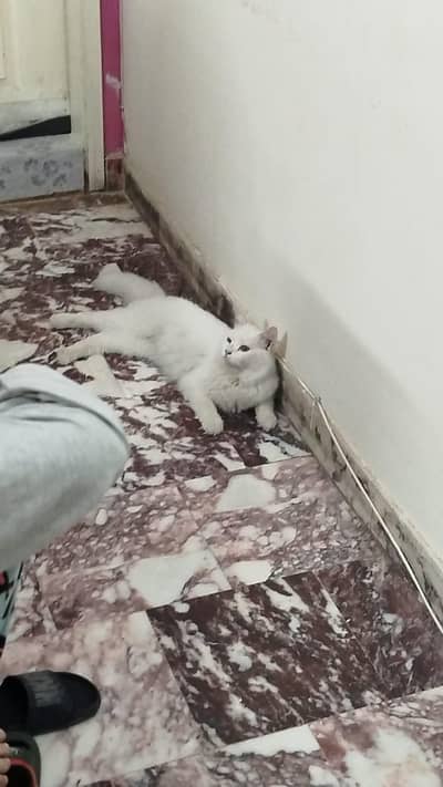 Lost cat available for adoption