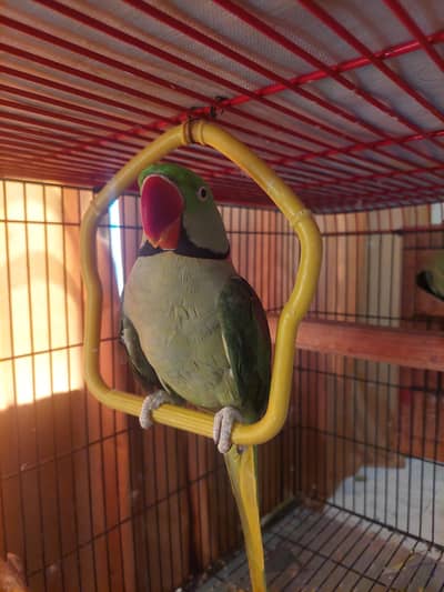 Breeding Pair of Alexandrine Parrots + 2 Hand-Fed Tame Babies for Sale