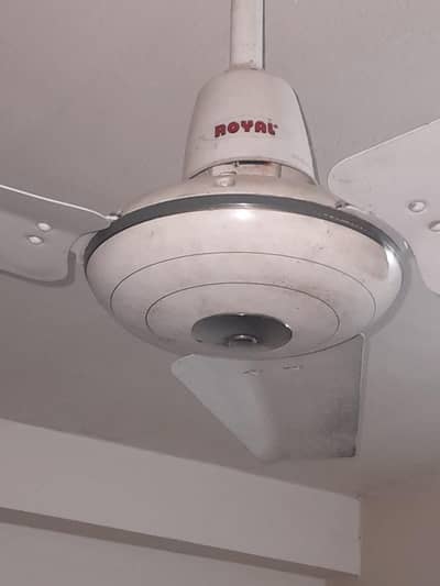 Royal fan