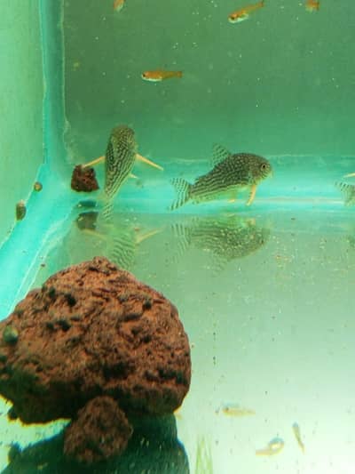 sterbei corydora jumbo