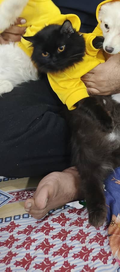 Persian female cat