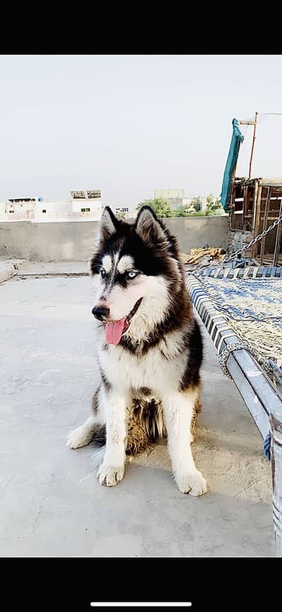 siberian husky 5 months female