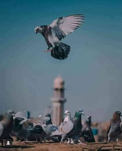ALHAMDULILLAH 