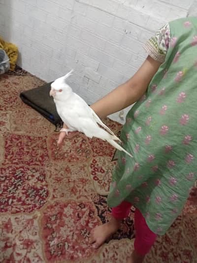 hand taam cocktail