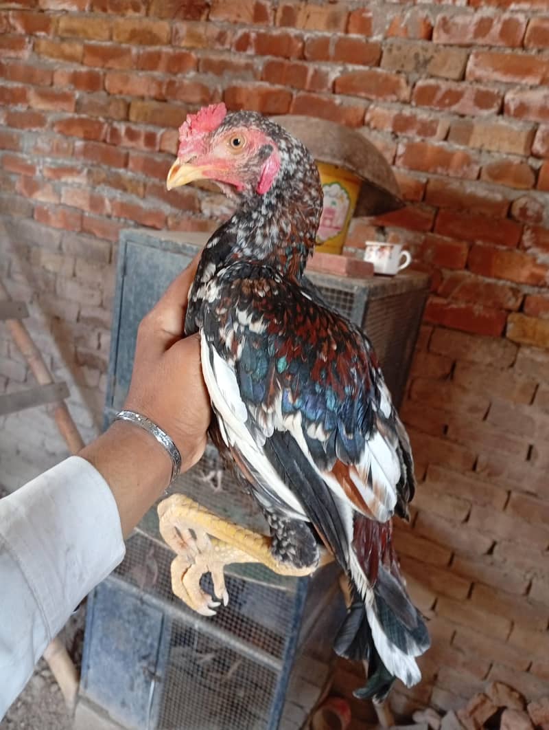 haldi and active 0