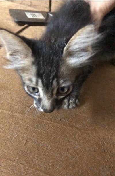 Siberian plus Persian mixed breed