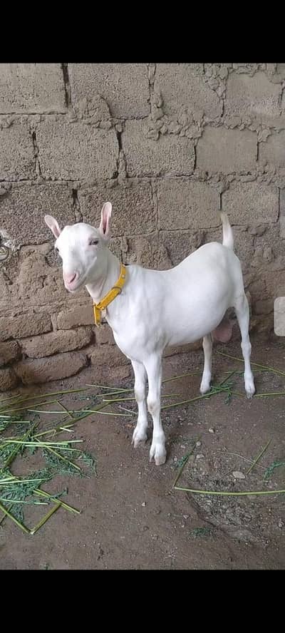 Gulabi Tedda