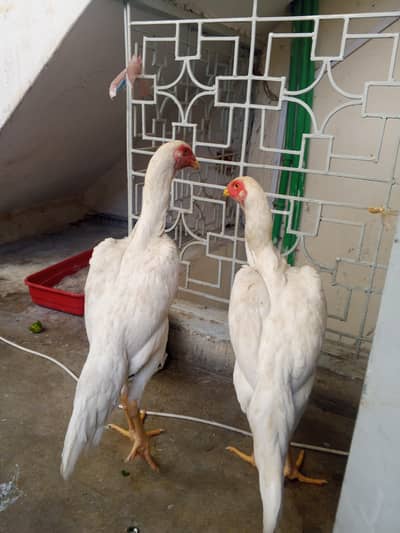2 shamo murgian