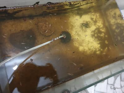 mollies,  guppies fires , ramshorn snails and shrimps