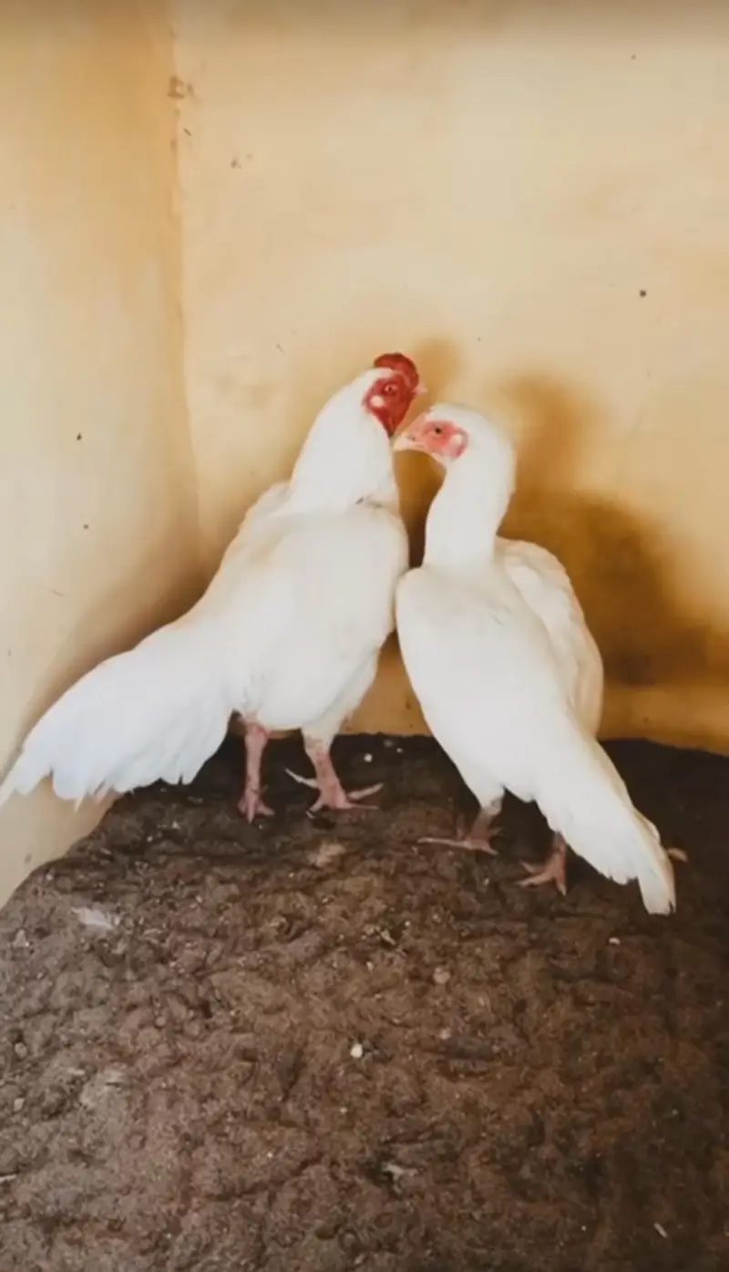 3 Paper white Heera chicks available for sell Whatsapp: 03159640025 — photo 6