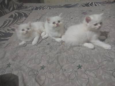 Persian Kitten