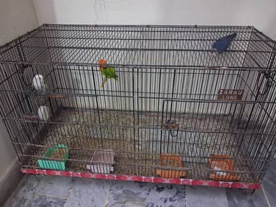 Love Birds Sale with Cage