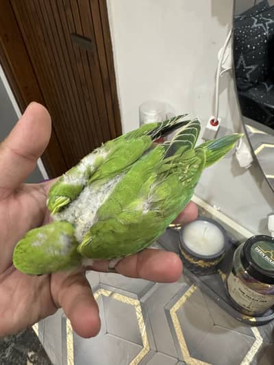 Ringneck parrot chicks