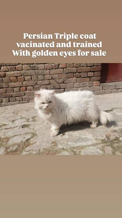 Persian triple coat golden eyes