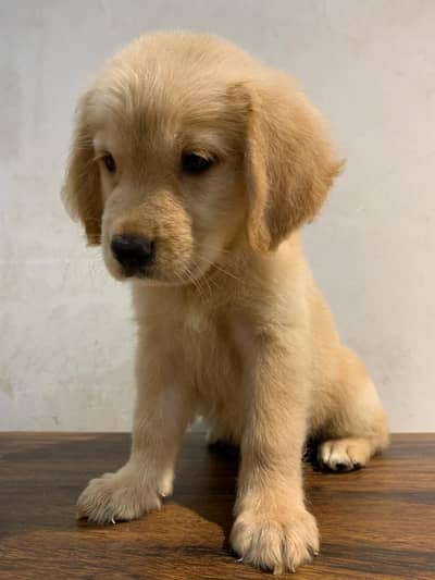 Pure Golden Retriever Puppy for Sale – Healthy & Playful