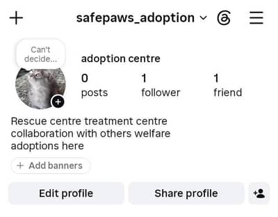 cat and kittens for adoption here