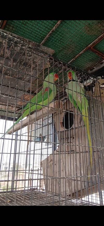 raw pair for sale