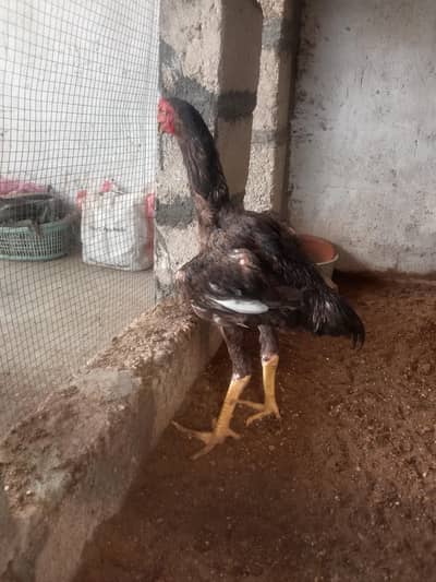 shamo patha contact 03462018510. whatsapp