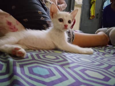 Persian cat