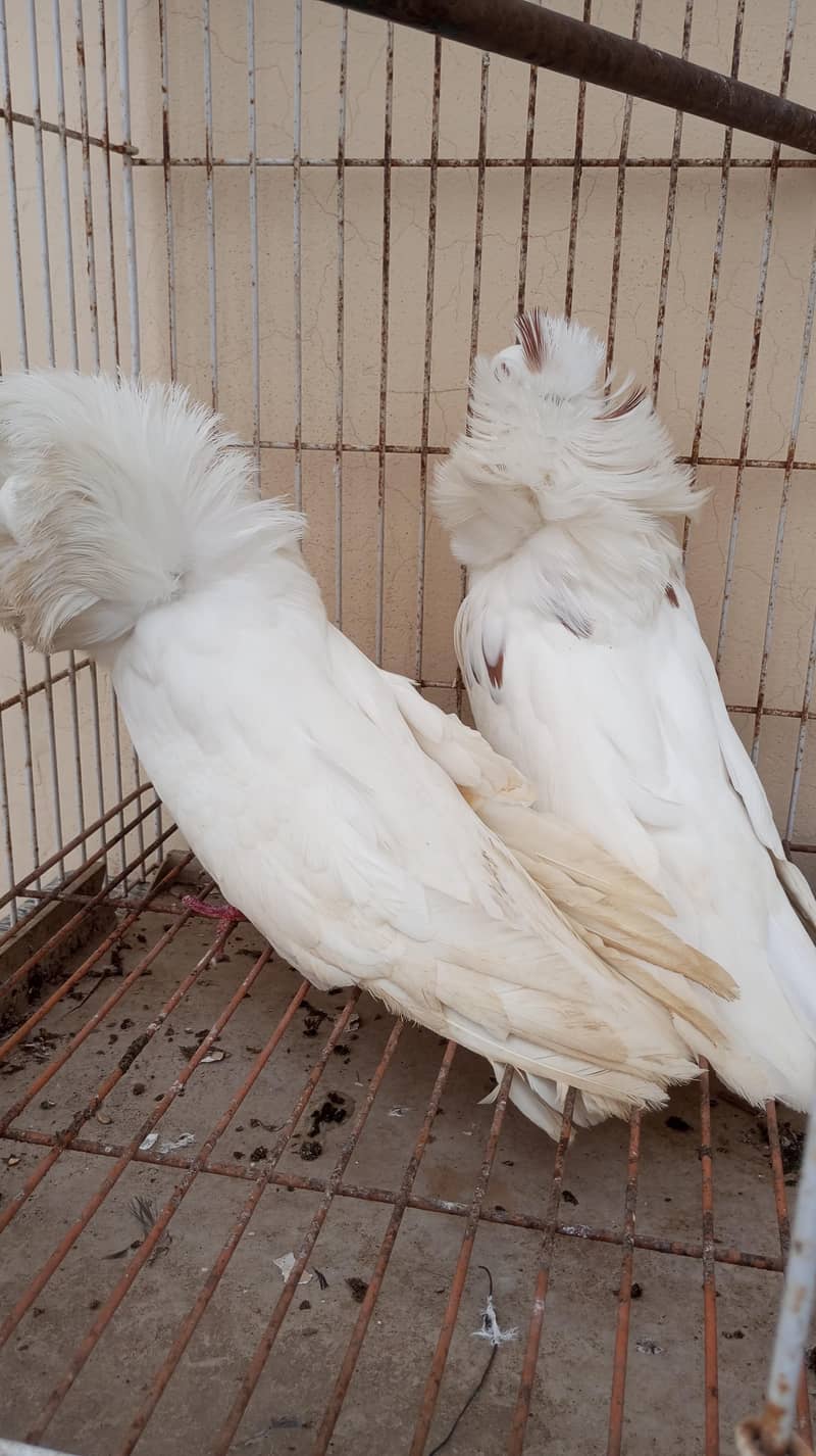 Jacobin pair 2